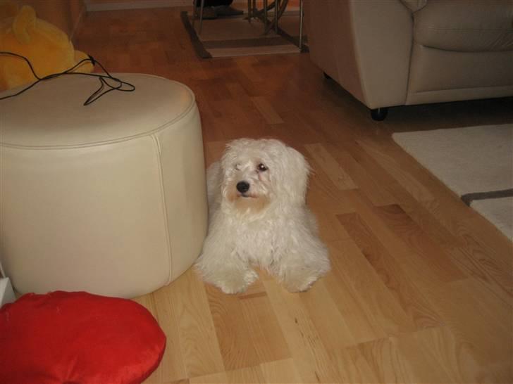 Malteser Meda billede 9