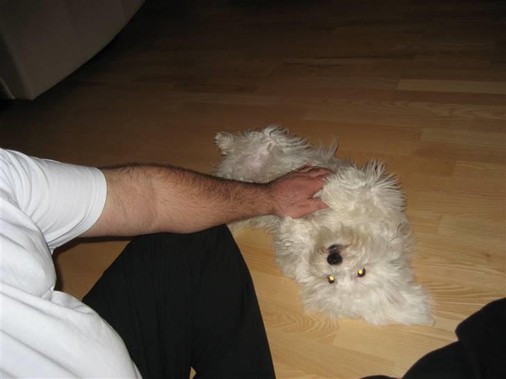 Malteser Meda billede 10