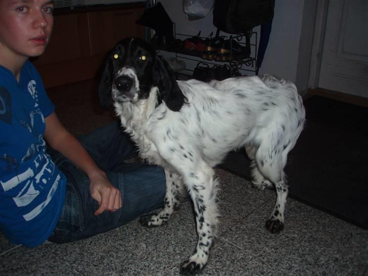 Engelsk setter Nordvestjyden`s Duana billede 1