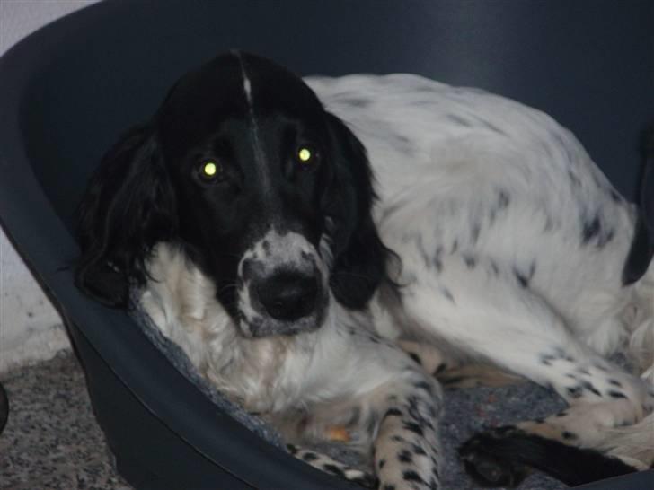 Engelsk setter Nordvestjyden`s Duana billede 2