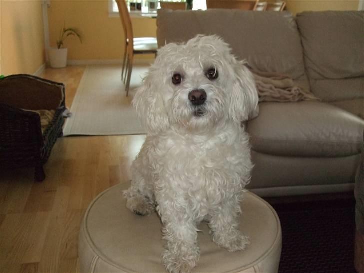 Malteser Meda billede 11