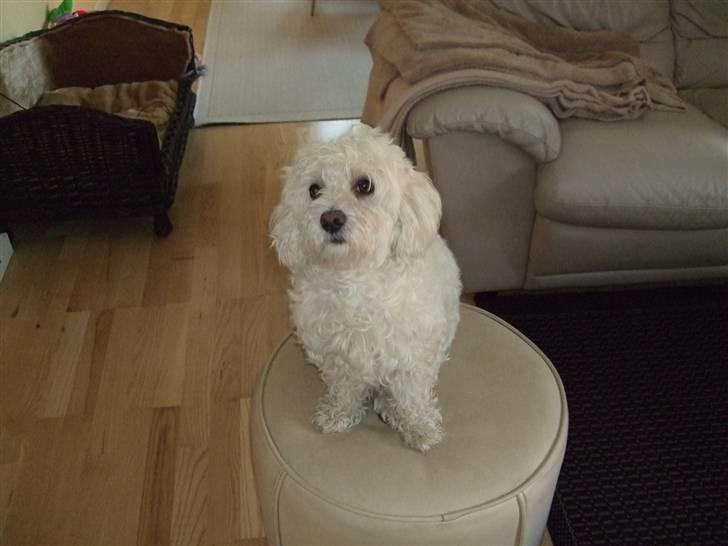 Malteser Meda billede 12