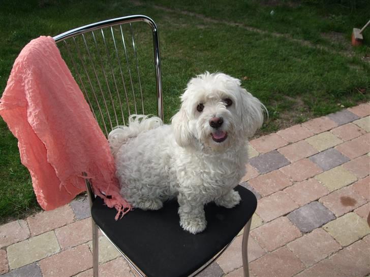 Malteser Meda billede 13