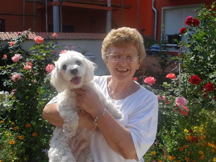 Malteser Meda - Mormor og Meda <3 billede 15