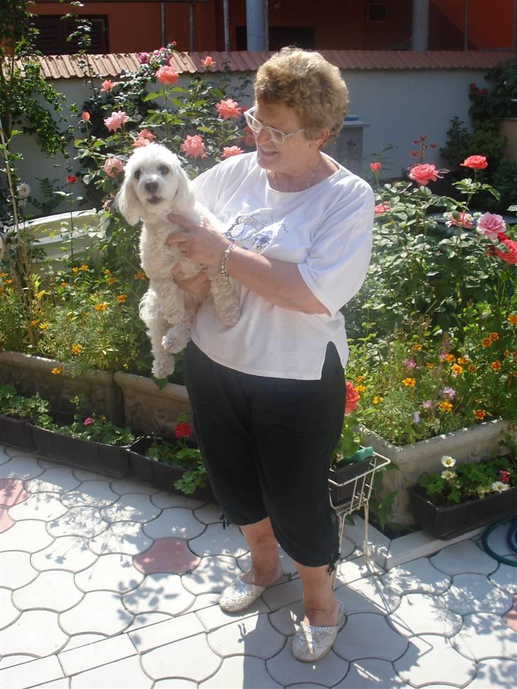 Malteser Meda - Mormor og Meda <3 billede 16
