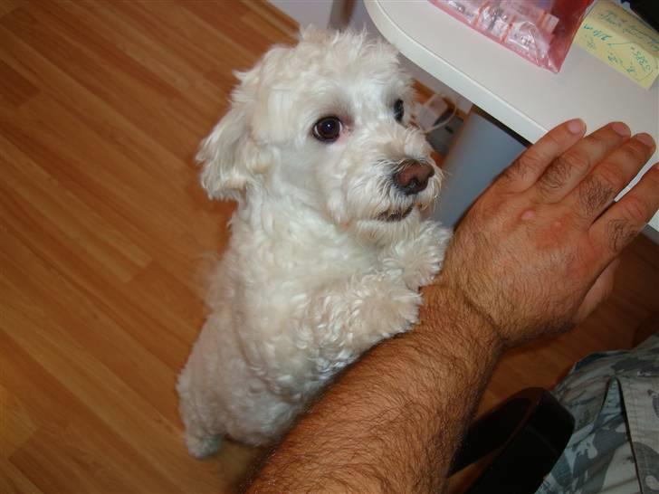 Malteser Meda billede 17