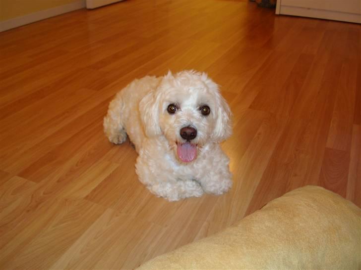 Malteser Meda billede 18