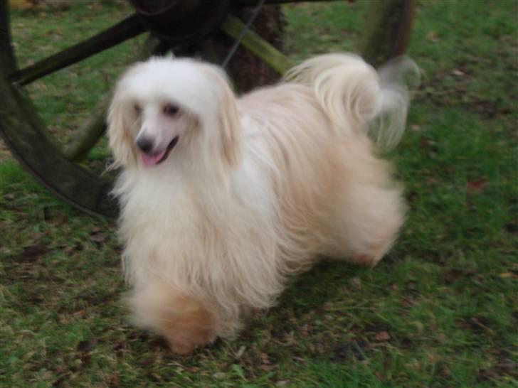 Chinese crested powder puff Caprioso Hong-Pai billede 9