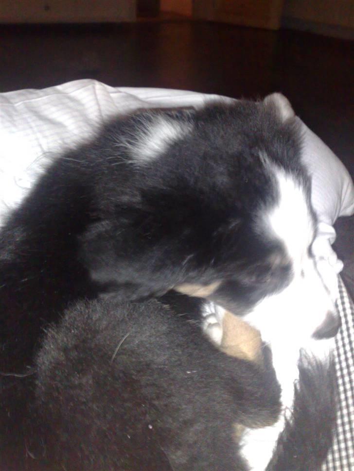 Border collie mika billede 7