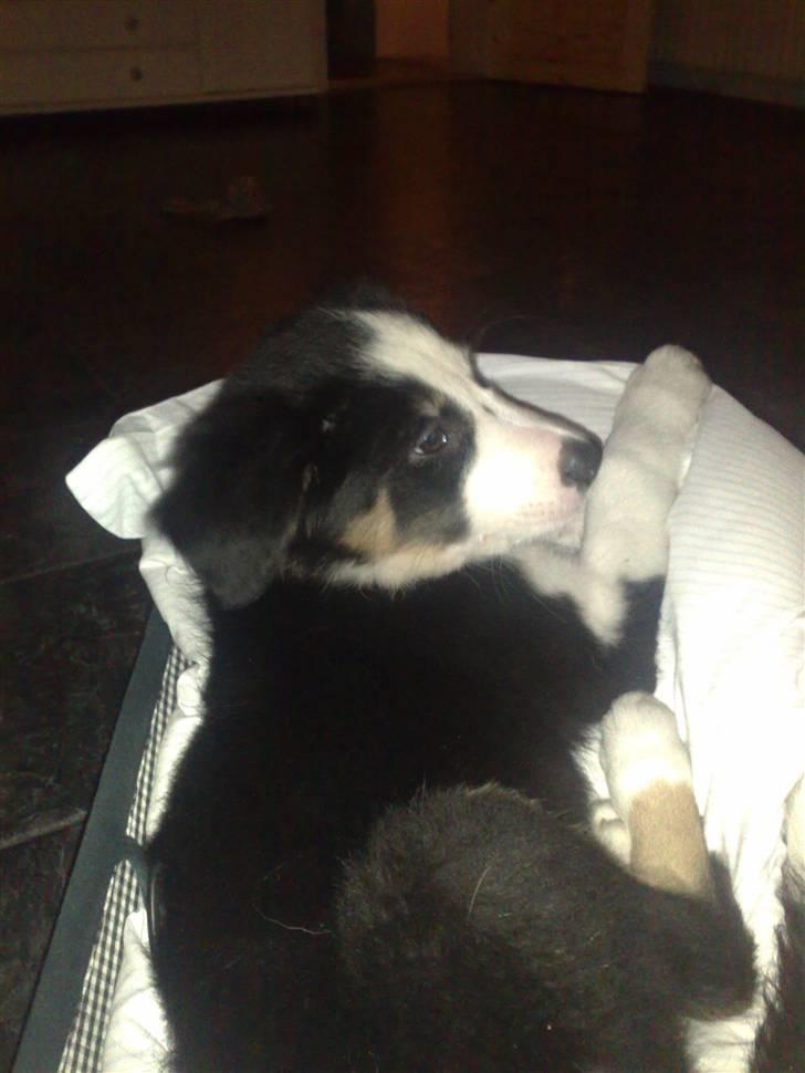 Border collie mika billede 8