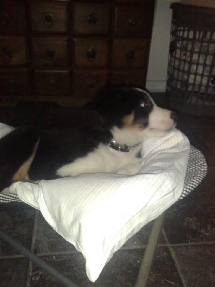 Border collie mika billede 9