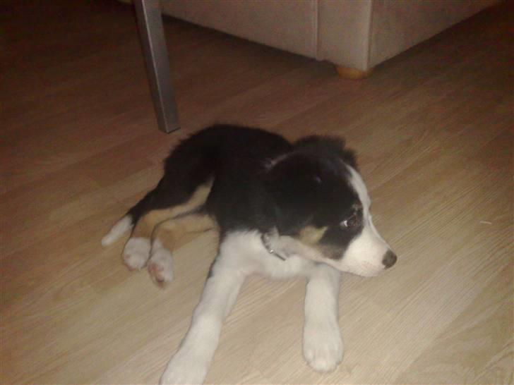 Border collie mika billede 10