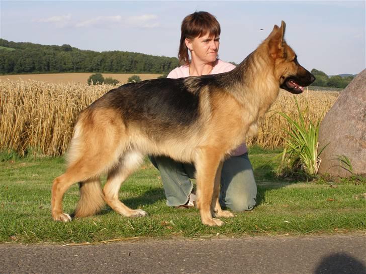 Schæferhund Karats Rimmi - Rimmi i stand billede 1