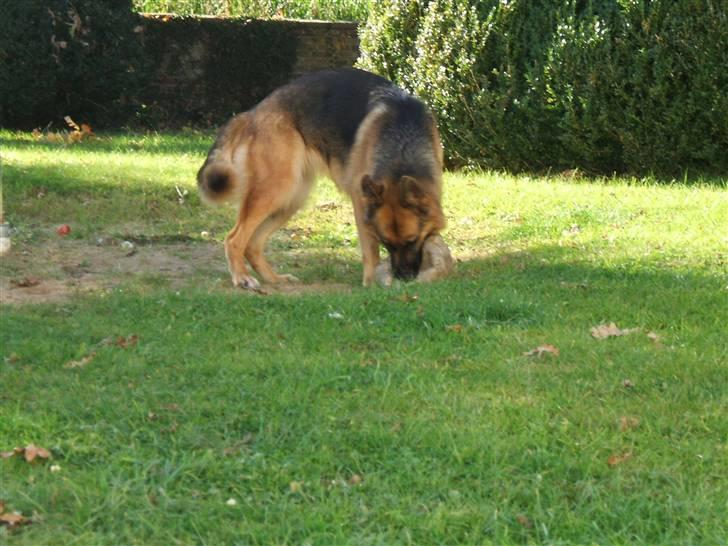 Schæferhund Karats Rimmi billede 3