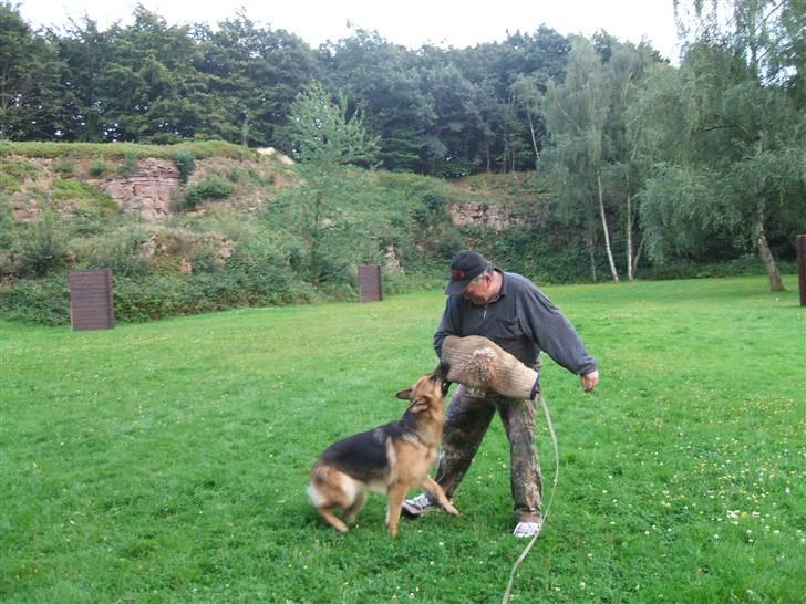 Schæferhund Karats Rimmi - Lidt c-arbejde billede 4