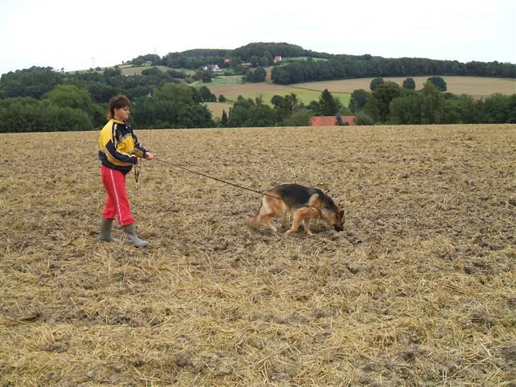 Schæferhund Karats Rimmi billede 5