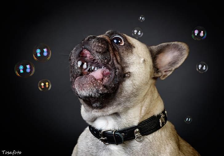 Fransk bulldog Pina - Haps... Mmm bobler :) billede 3