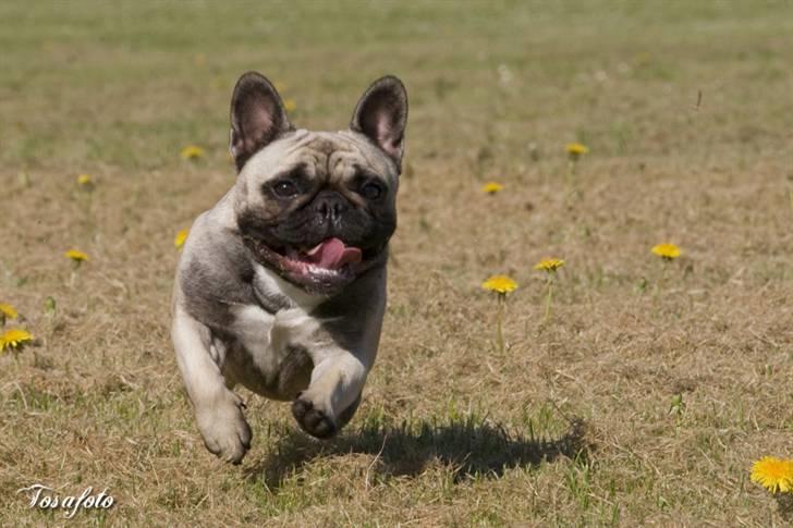 Fransk bulldog Pina - Jeg løber stærkt! billede 6