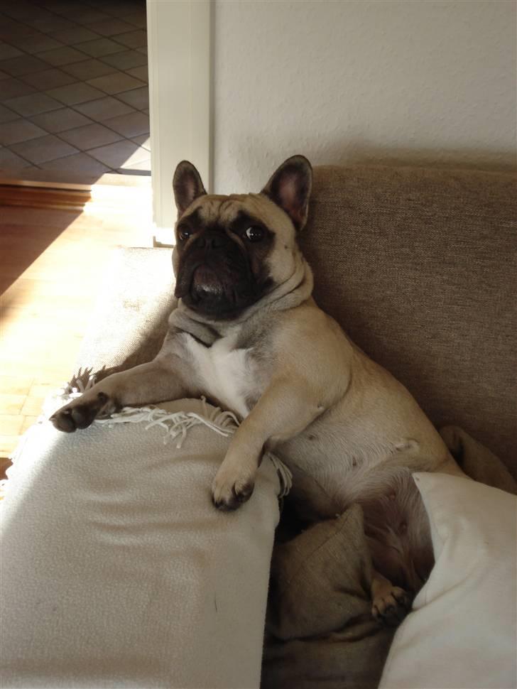 Fransk bulldog Pina - Pina 17 mdr. gammel. billede 10