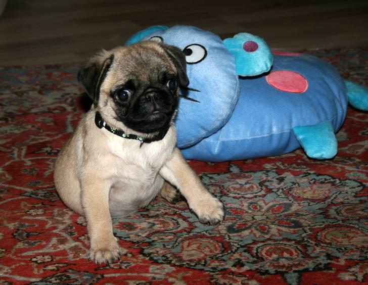 Mops Tangetoppen's Beef Wellington billede 14