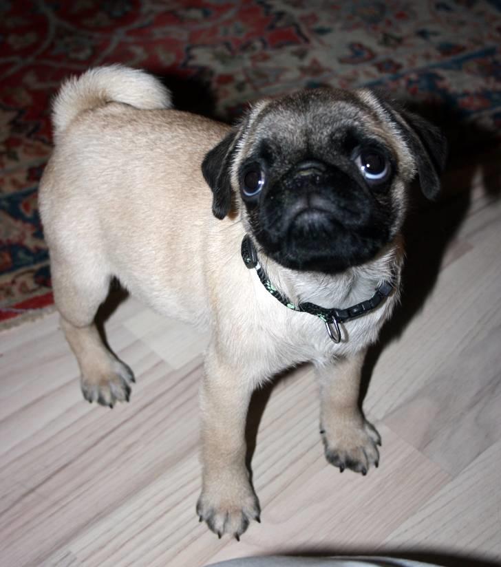 Mops Tangetoppen's Beef Wellington billede 15