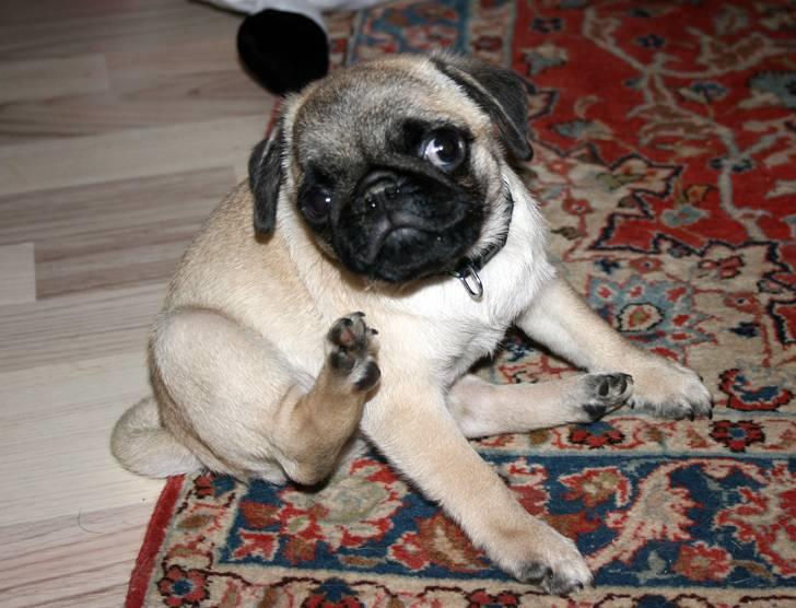 Mops Tangetoppen's Beef Wellington billede 12