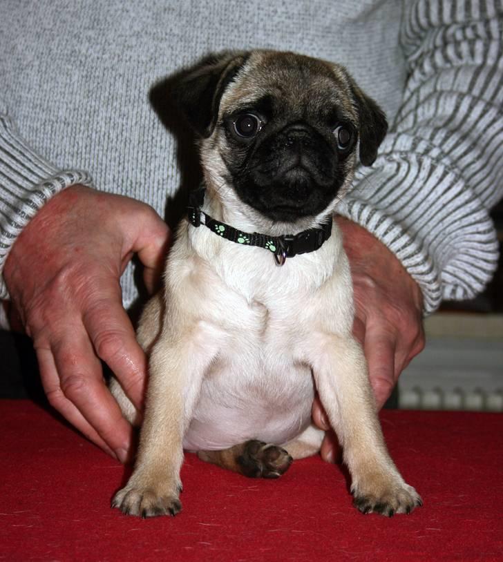 Mops Tangetoppen's Beef Wellington billede 16