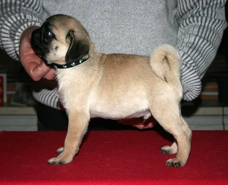 Mops Tangetoppen's Beef Wellington billede 17