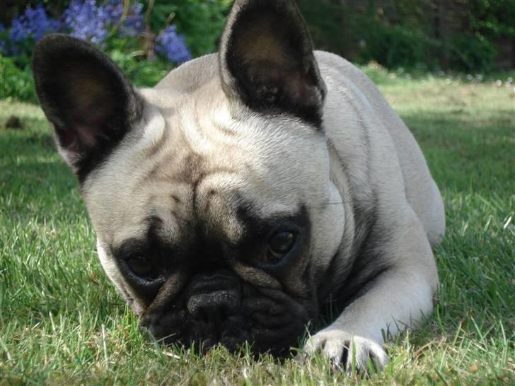 Fransk bulldog Pina - Nyder en dejlig sommerdag. billede 13