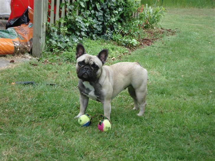 Fransk bulldog Pina - Kom nu og leg! billede 14