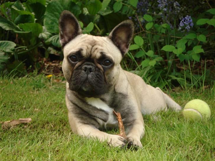 Fransk bulldog Pina - Pina 11,5 mdr. gammel. billede 15