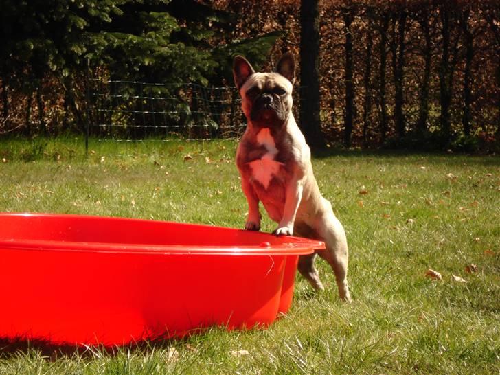 Fransk bulldog Pina - Pina 10,5 mdr. gammel. billede 16