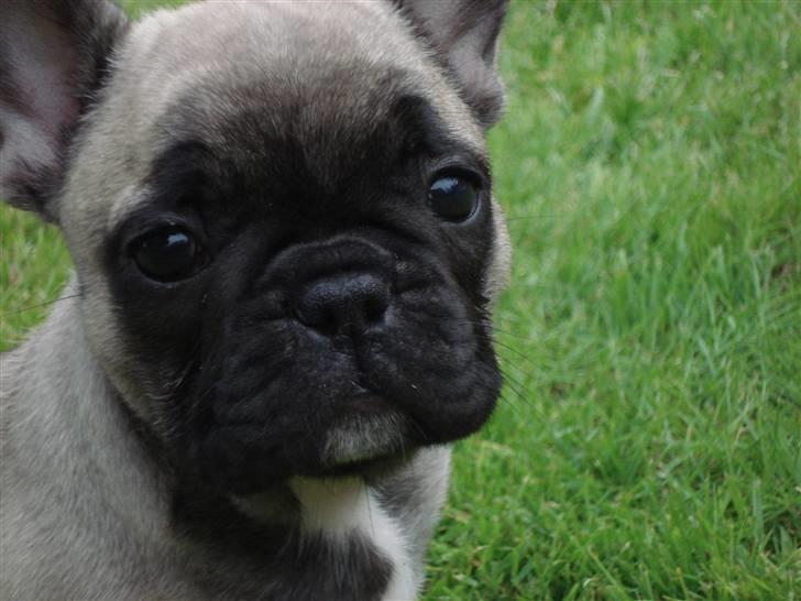 Fransk bulldog Pina - Pina 8 uger gammel. billede 18