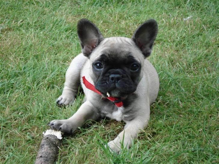 Fransk bulldog Pina - Pina 9 uger gammel. billede 19