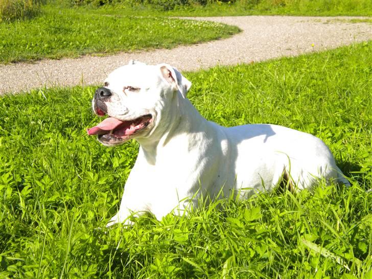 Amerikansk bulldog Micha R.I.P 2010 - her nyder hun varmen, i den dejlige sommer 2008 billede 2