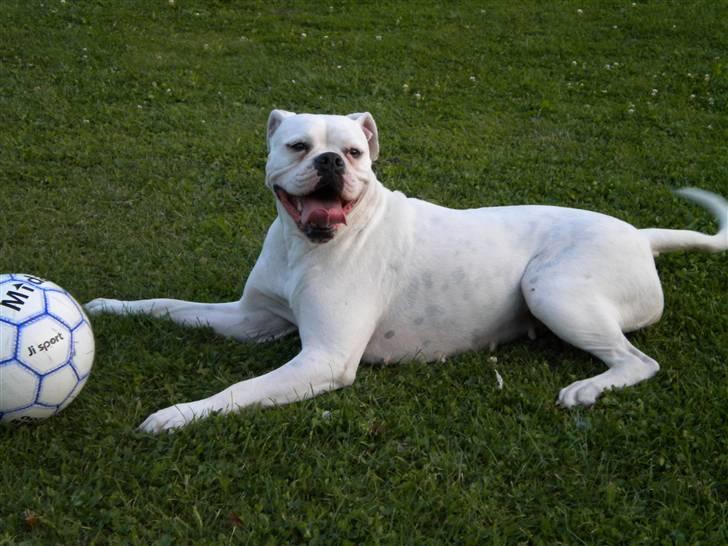 Amerikansk bulldog Micha R.I.P 2010 - nede ved søen og lege med sin bedste ven. Rocki billede 3