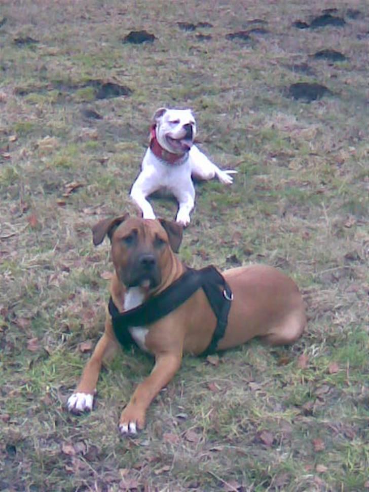 Amerikansk bulldog Micha R.I.P 2010 billede 4