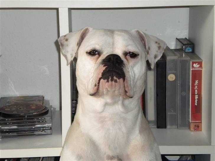 Amerikansk bulldog Micha R.I.P 2010 - her er hun med vores tidligere hund "bølle" og hendes ven rocki (den sorte).  billede 5
