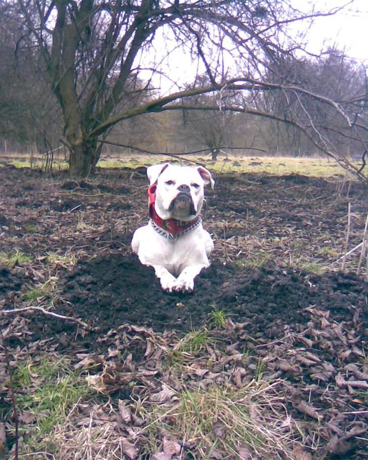 Amerikansk bulldog Micha R.I.P 2010 billede 6