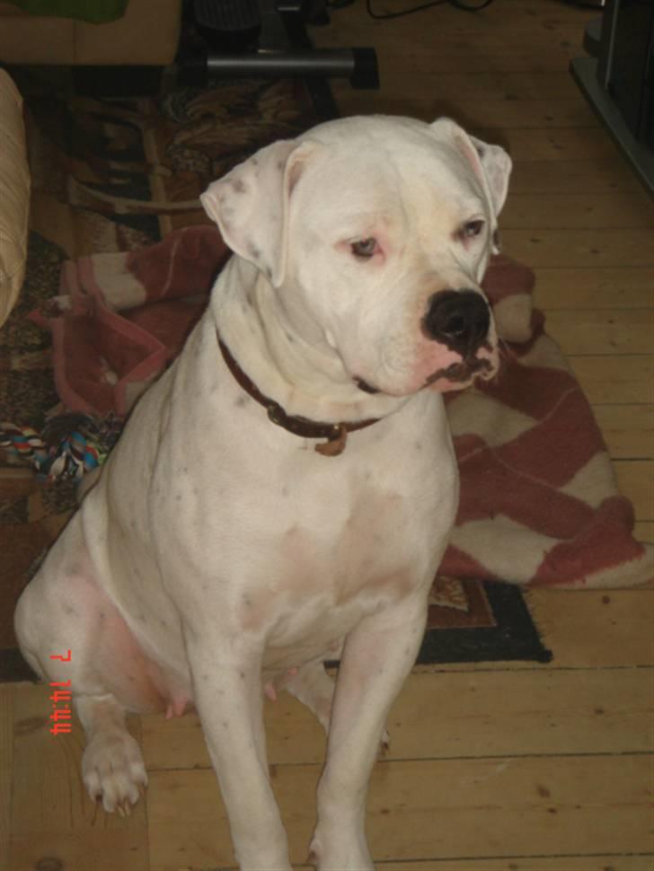 Amerikansk bulldog Kettner`s Fiona - Hos gammel ejer billede 1