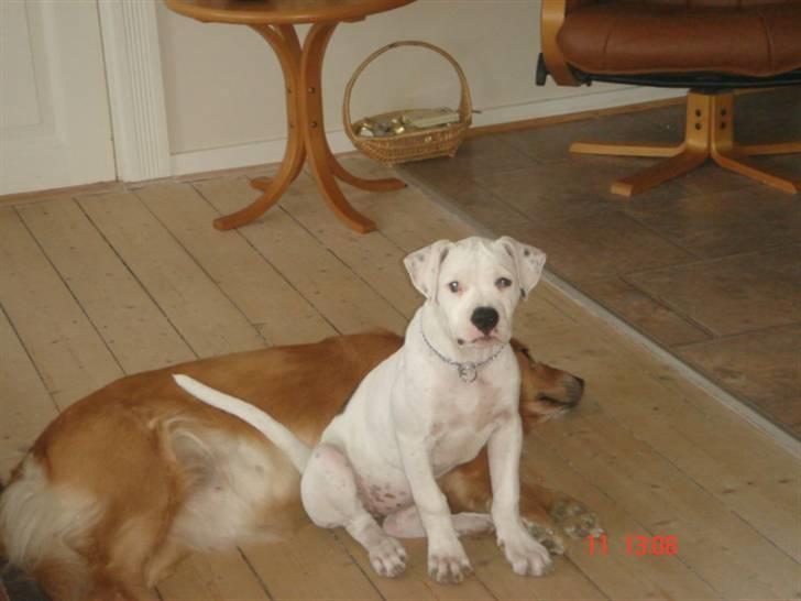 Amerikansk bulldog Kettner`s Fiona - Hos gammel ejer billede 2