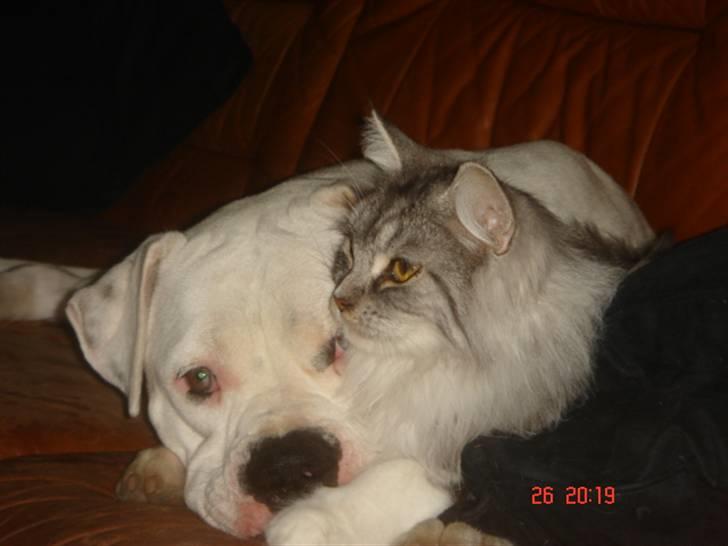 Amerikansk bulldog Kettner`s Fiona - Hos gammel ejer billede 3