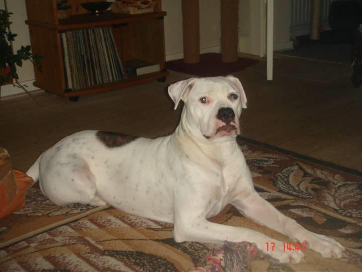 Amerikansk bulldog Kettner`s Fiona - Hos gammel ejer billede 4