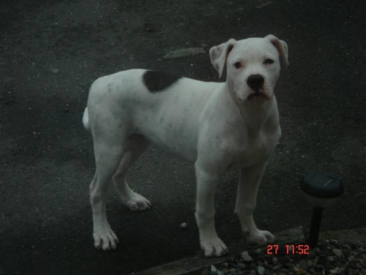 Amerikansk bulldog Kettner`s Fiona - Hos gammel ejer billede 5