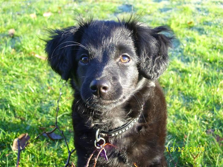 Markiesje Fifi - Hygge i haven på en frostklar solskinsdag.  billede 16