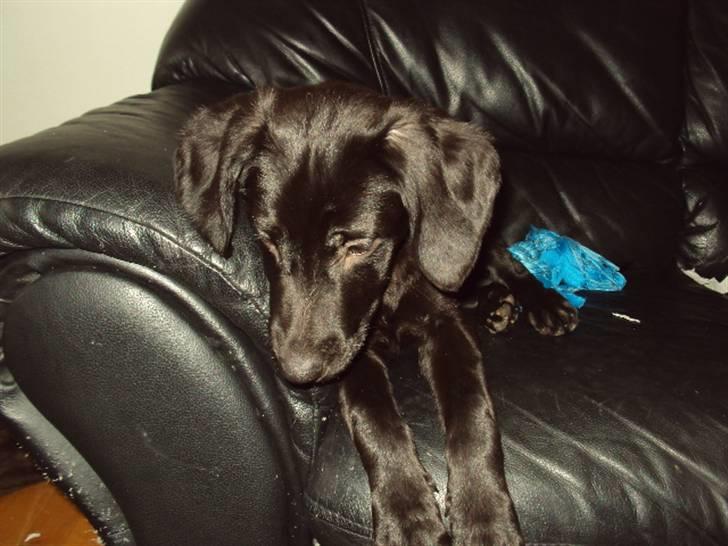 Blanding af racer Xargo billede 3