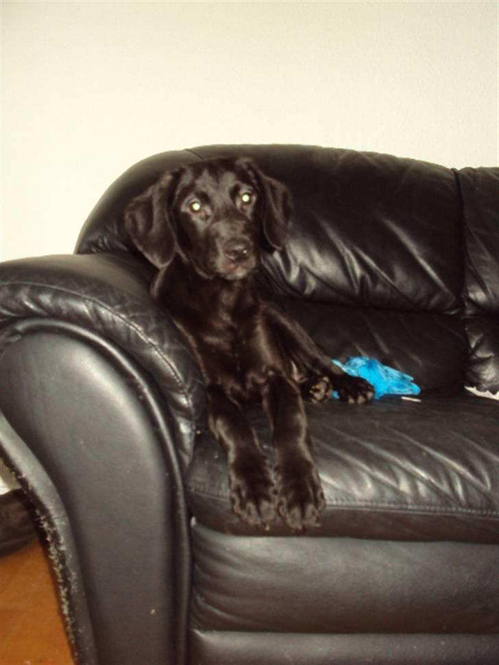 Blanding af racer Xargo billede 4