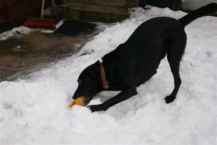 Blanding af racer Xargo billede 5