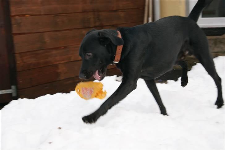 Blanding af racer Xargo billede 6