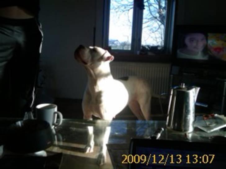 Amerikansk bulldog Kettner`s Fiona - 13. december 09 billede 6